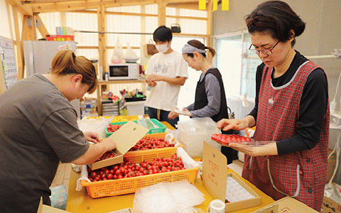 【2025年12月上旬～発送】【鹿児島県指宿市産】さくらんぼトマト 薩摩の恋心 35個入(シナジーブリーディング/010-373)トマト 美味しいトマト フルーツトマト サクランボ トマト ミニトマト ぷちぷよ