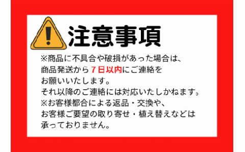 5月～発送【観葉植物】二本立ち柱サボテン50cm～70cm(Green Farm M/021-1511): 指宿市ANAのふるさと納税