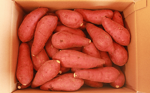 【2025年11月中旬～発送】指宿産 紅はるか 約7kg(アグリスタイル/A-301) 鹿児島 サツマイモ 薩摩芋 指宿市 焼芋 やきいも 焼きいも スイーツ おやつ デザート