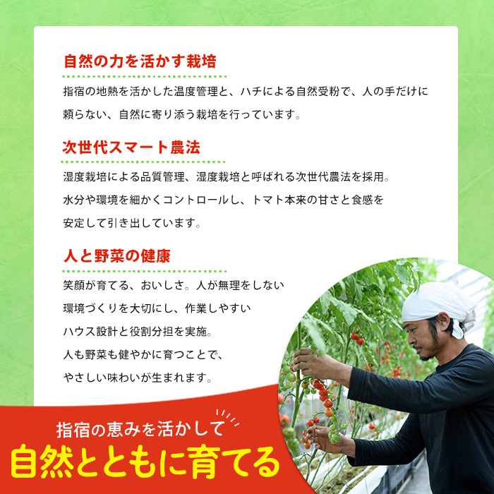 【2025年12月上旬～発送】【鹿児島県指宿市産】さくらんぼトマト 薩摩の恋心 35個入(シナジーブリーディング/010-373)トマト 美味しいトマト フルーツトマト サクランボ トマト ミニトマト ぷちぷよ