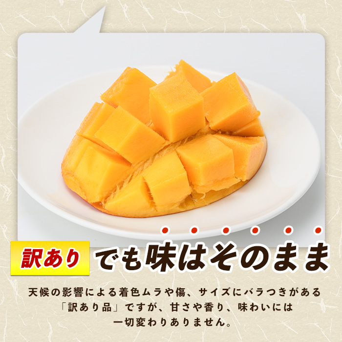 【2026年 発送】【訳あり】しあわせ完熟マンゴー 約800g(マンゴーの森/016-2055) 2玉 ～ 3玉 国産 南国 指宿産 鹿児島 アップルマンゴー マンゴー 果物 くだもの フルーツ 完熟 産地直送 お取り寄せ