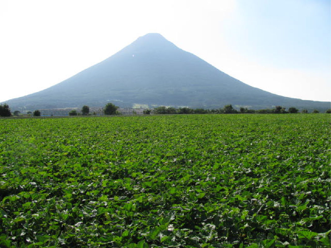 【2025年12月上旬～発送】糖度抜群 あま～い！紅はるか芋約5kg(岡村商店/A-113)