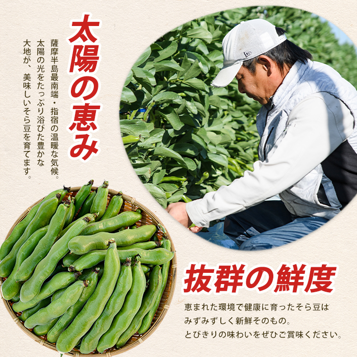【2026年 発送】指宿産サヤ付そらまめLサイズ約2kg(岡村商店/IB024-017) 鹿児島県 そらまめ ソラマメ そら豆 豆 旬 指宿市 春 野菜 サラダ おつまみ