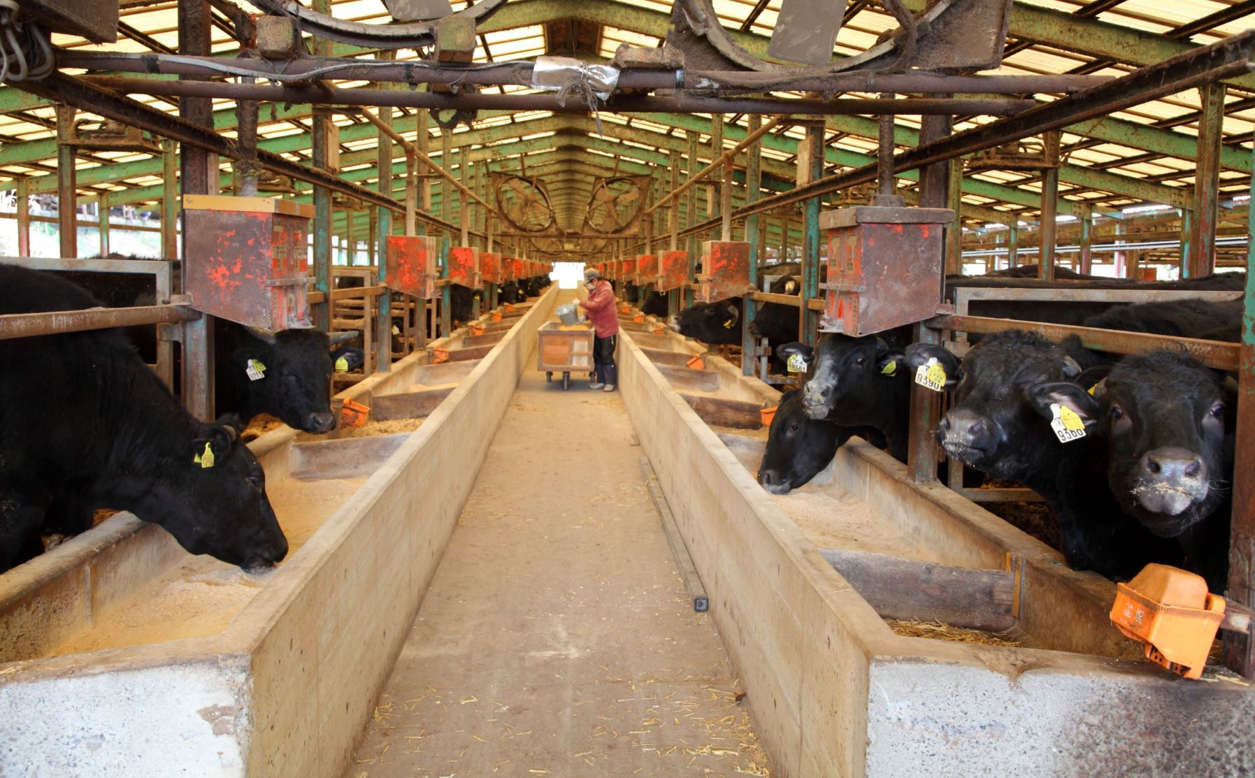 【A4ランク未経産黒毛和牛】指宿育ち！黒毛和牛ステーキ三昧♪フィレ・サーロイン・モモセット(Meat you/110-1018)