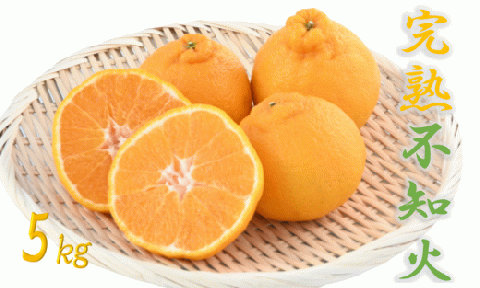 かいもん不知火5kg(迫田果樹園/016-1207) しらぬい 柑橘類 不知火 みかん フルーツ 柑橘 旬 春 果物 指宿 いぶすき 鹿児島