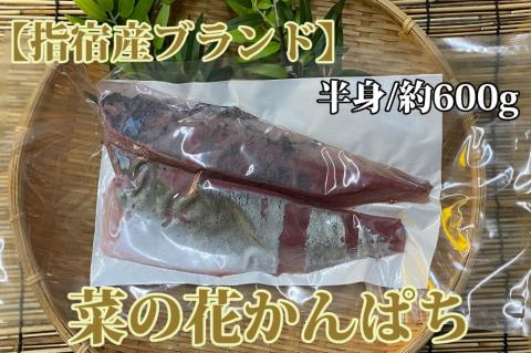 朝〆発送！指宿産 菜の花かんぱちフィレ半身約600g(指宿山川水産/016-1336)