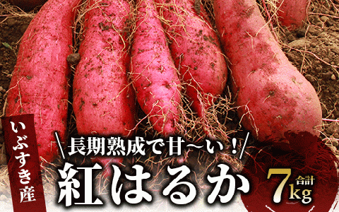 【2025年11月中旬～発送】指宿産 紅はるか 約7kg(アグリスタイル/A-301) 鹿児島 サツマイモ 薩摩芋 指宿市 焼芋 やきいも 焼きいも スイーツ おやつ デザート