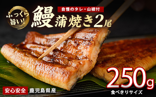 【鹿児島県産】うなぎ蒲焼じっくり焼き約125g×2尾 化粧箱入り(大新/012-2001) 鰻 ウナギ 蒲焼 国産 丑の日 うな重 無頭 ギフト プレゼント 贈り物 贈答 惣菜 総菜 小分け レンジ 簡単 蒲焼き 冷凍 鹿児島県産