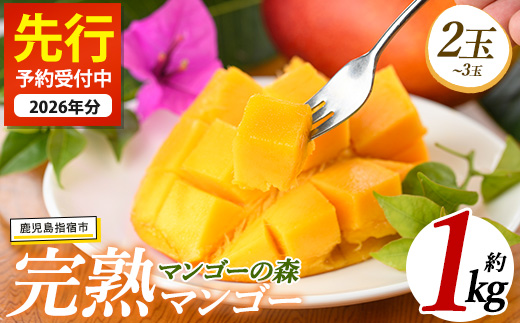 【2026年 発送】しあわせ完熟マンゴー2～3玉入り(マンゴーの森/022-1769) マンゴー フルーツ 果物 旬 夏 指宿 いぶすき 鹿児島  完熟  お供え 御供 ギフト 贈り物 プレゼント グルメ 予約 先行予約 南国 南国フルーツ 果実 マンゴー グランプリ マイスター 太陽 国産 鹿児島県産 果汁