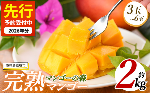 【2026年 発送】しあわせ完熟マンゴー3～6玉入り(マンゴーの森/044-1768) マンゴー フルーツ 果物 旬 夏 指宿 いぶすき 鹿児島  完熟  お供え 御供 ギフト 贈り物 プレゼント グルメ 予約 先行予約 南国 南国フルーツ 果実 マンゴー グランプリ マイスター 太陽 国産 鹿児島県産 果汁