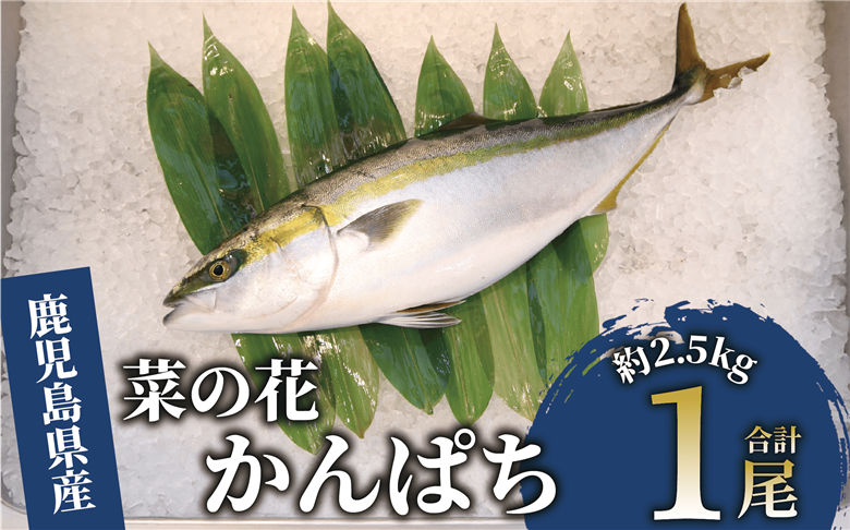 【鮮魚】指宿産 菜の花かんぱち1尾(指宿山川水産/IB035-001)
