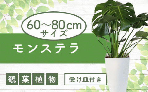 [観葉植物]モンステラ60cm〜80cm(緑の中道/014-1485)