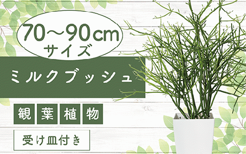 4月上旬〜発送[観葉植物]ミルクブッシュ70cm〜90cm(鎌ヶ迫園芸場/014-1483)