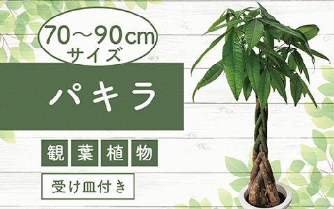 5月下旬〜発送[観葉植物]パキラ70cm〜90cm(Green Base/014-1445)
