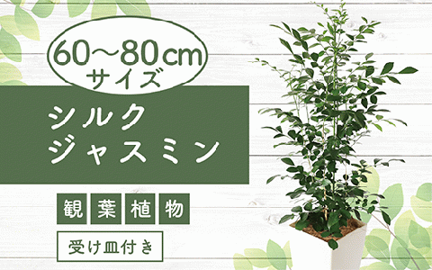 4月中旬〜発送[観葉植物]シルクジャスミン60cm〜80cm(Green Base/017-1420)