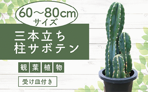 [観葉植物]三本立ち柱サボテン60cm〜80cm(Green Farm M/027-1507)