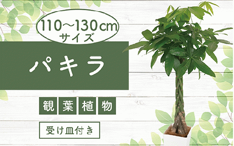 5月下旬〜発送[観葉植物]パキラ110cm〜130cm(Green Base/025-1444)