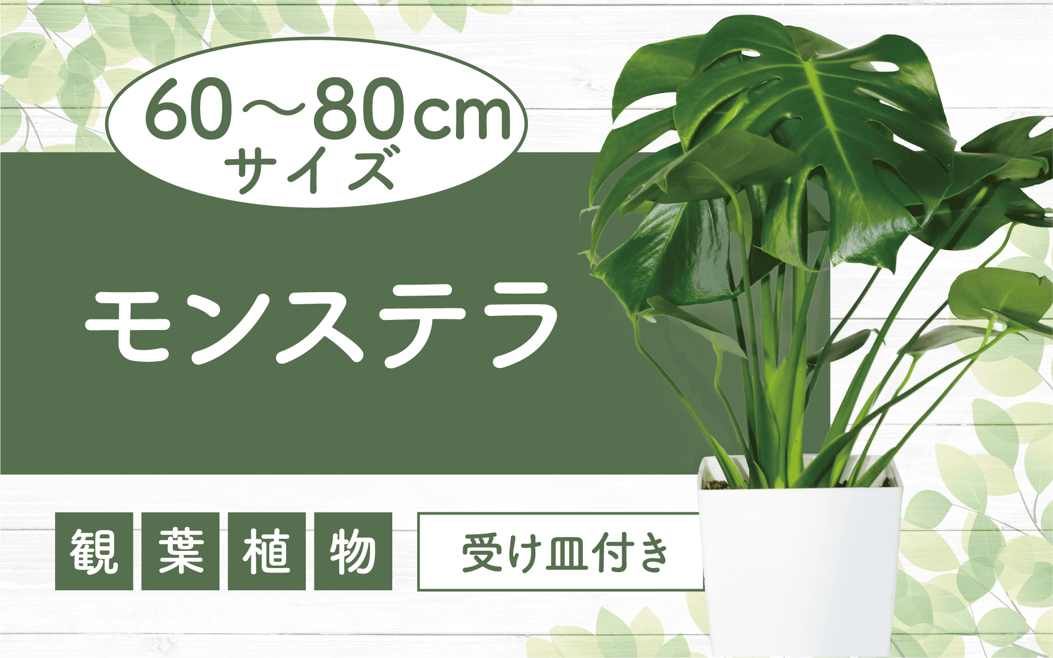 [観葉植物]モンステラ60cm〜80cm(緑の中道/014-1485)