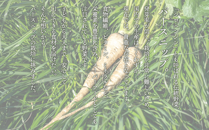 A1-5712／パースニップ　1kg