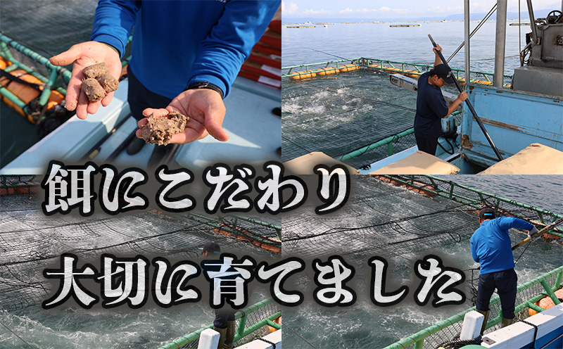 【予約販売 12月中旬以降順次発送】鹿児島県産 ぶり まるごと1尾 4kg以上 (内臓処理なし）