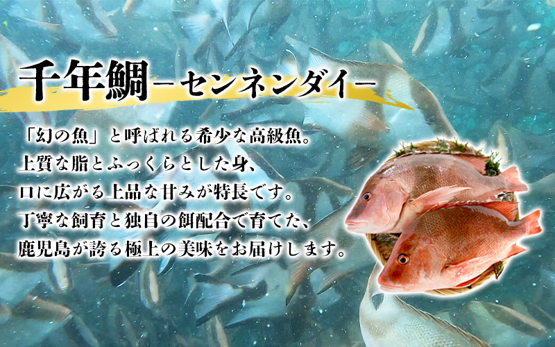 E5-7702／センネンダイ 丸ごと 2尾（内臓処理なし・1尾あたり約1kg）