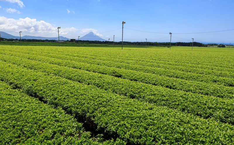 W-22181／財宝のおいしい お茶 500ml×24本