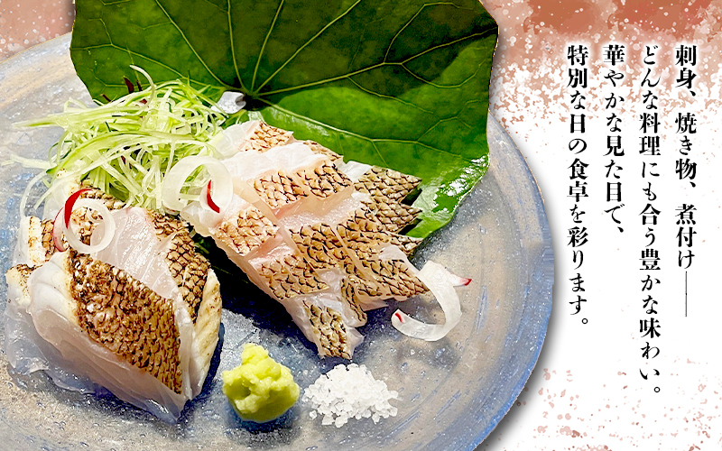 康秀の千年鯛 刺し身スライス 4皿