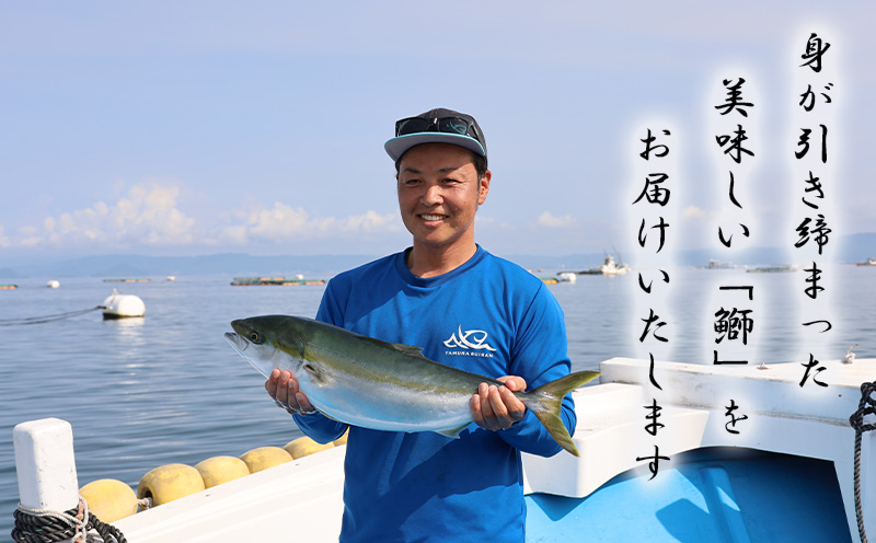 【予約販売 12月中旬以降順次発送】鹿児島県産 ぶり まるごと1尾 6kg以上（内臓処理なし）