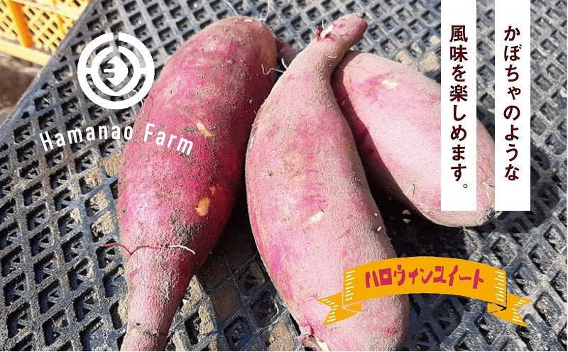 B2-5408／焼き芋アイス ハロウィンスイート(12カップ)