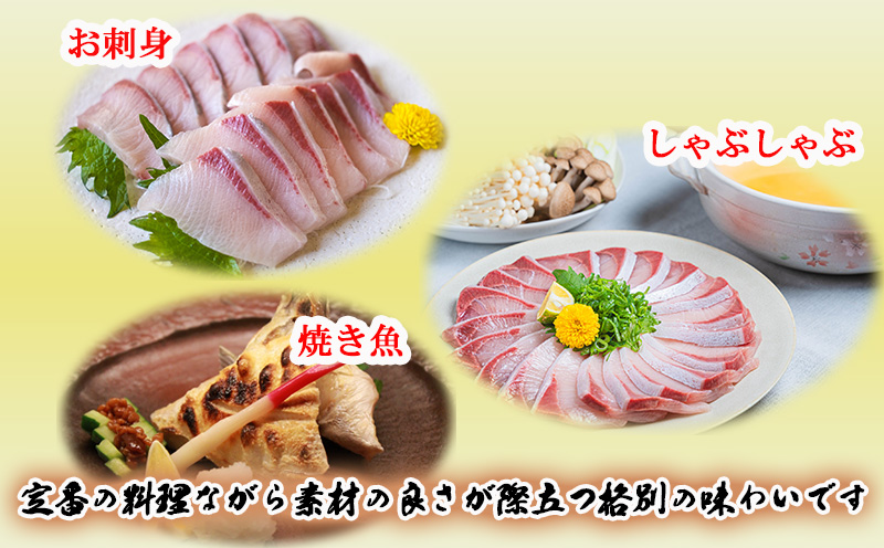 【予約販売 12月中旬以降順次発送】鹿児島県産 ぶり ロイン 2節 （計1kg以上）＋ カマ 1個