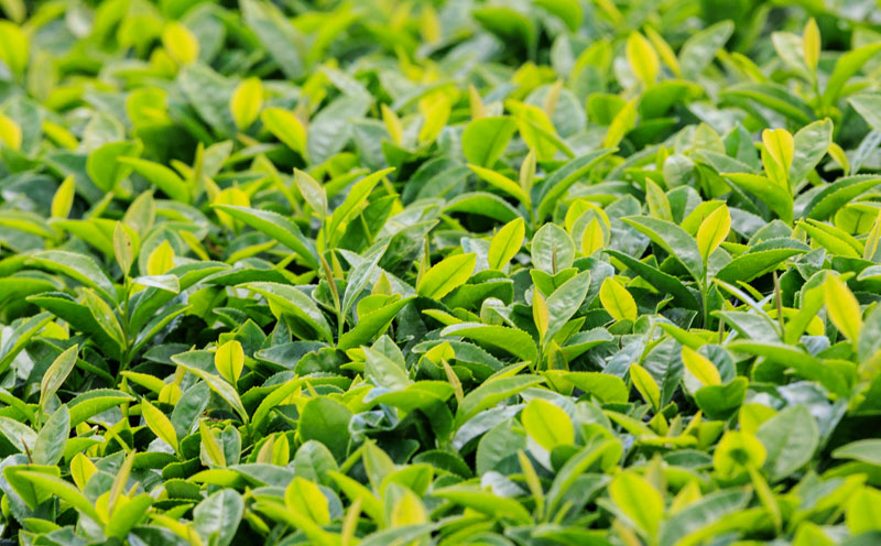 G7-2225／【6回定期】財宝のおいしい お茶 500ml×24本×2箱