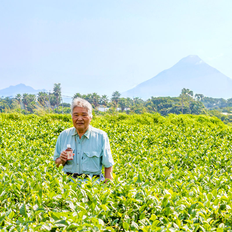 W-22200／かごんまほうじ茶 280ml×24本 ペットボトル
