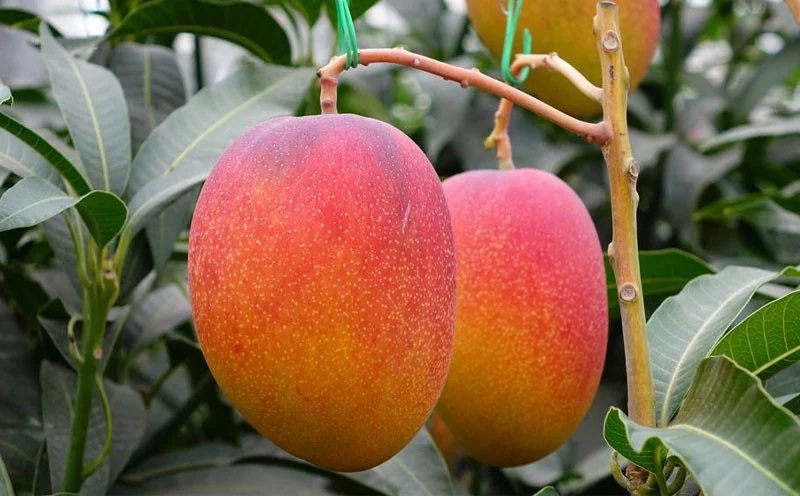 W-22201／【訳あり品】鹿児島産 温泉マンゴー 700g 期間限定 【2026年夏発送】