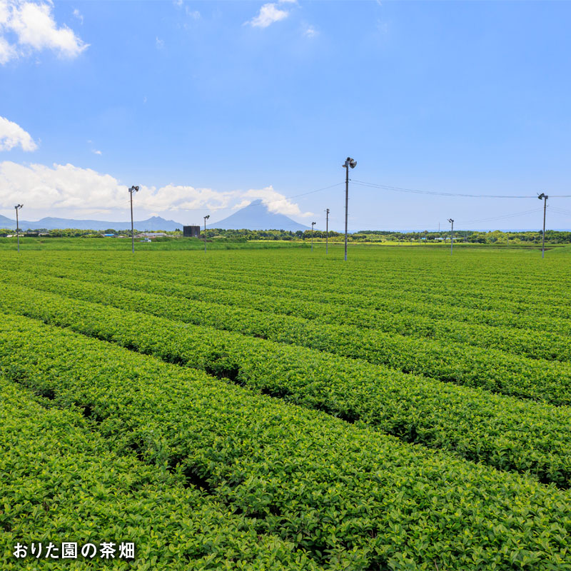 B2-22116／【3回定期】かごんま緑茶 280ml×24本 ペットボトル 鹿児島 知覧茶葉 使用 天然アルカリ温泉水 財寶温泉 抽出