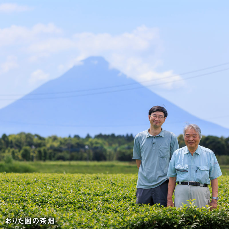 W-22184／かごんま緑茶 280ml×24本 ペットボトル 鹿児島 知覧茶葉 使用 天然アルカリ温泉水 財寶温泉 抽出