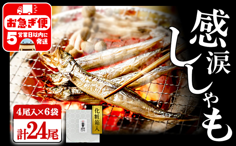 A1-1803／冷凍 子持ち からふとししゃも 感涙ししゃも　24尾（4尾×6袋）化粧箱入り