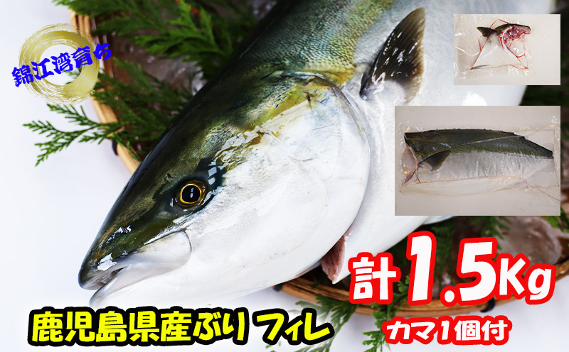 【予約販売 12月中旬以降順次発送】鹿児島県産 ぶり フィレ 1枚 （1.5kg以上）＋ カマ 1個