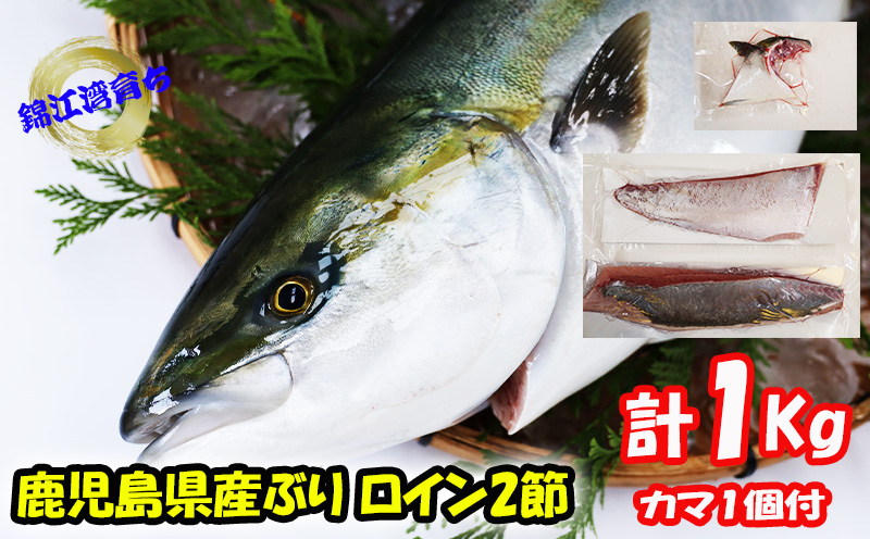 【予約販売 12月中旬以降順次発送】鹿児島県産 ぶり ロイン 2節 （計1kg以上）＋ カマ 1個