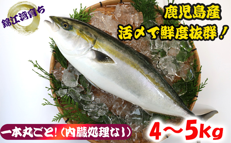 【予約販売 12月中旬以降順次発送】鹿児島県産 ぶり まるごと1尾 4kg以上 (内臓処理なし）