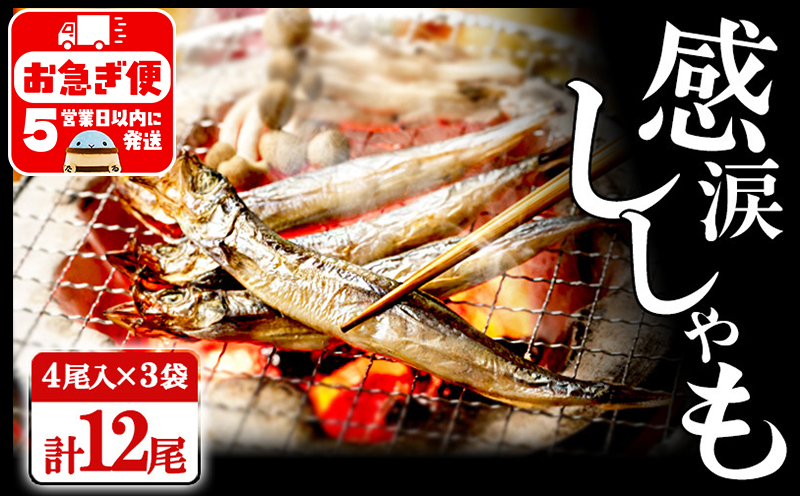 W-1803／冷凍 子持ち からふとししゃも 感涙ししゃも　12尾（4尾入×3袋）