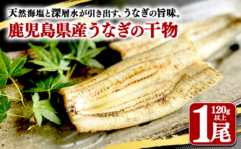 W-1805　鹿児島県産　うなぎ干物　1尾（120g以上）