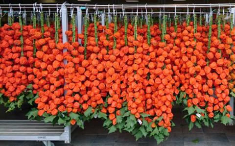 AS-820 ほおずき 観賞用 ドライフラワー 5本 ﾎｵｽﾞｷ ｲﾝﾃﾘｱ