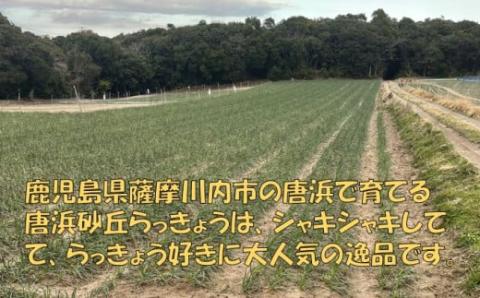 AS-524 【先行予約】唐浜砂丘らっきょう（生）Mサイズ 3㎏ ＋ らっきょう酢 1.8L 唐浜 砂丘 らっきょう ラッキョウ