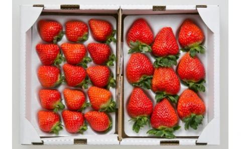 AS-2100 【季節限定】鹿児島県産いちご（さつまおとめ） 900g（約450g×2トレー） 【1月～4月順次発送】