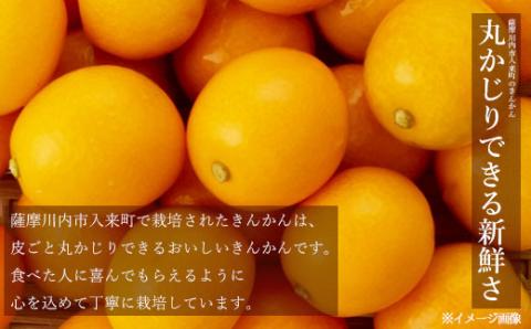 ZS-607 ジュわっとジューシーきんかんの甘露煮 3袋