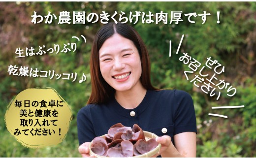  ＼"訳アリ”／鹿児島県産天日干し乾燥きくらげ 合計420g 国産 訳あり 訳アリ 業務用 乾燥きくらげ 野菜 きのこ 健康 食物繊維 低カロリー エムズ わか農園 サラダ みそ汁 スープ 炒め物 煮物 和え物 鹿児島県 薩摩川内市 送料無料 AS-9109
