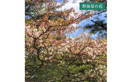 【蔵直･限定品】 野海棠 そよめき 720ml (サクラ樽熟成 麦 7年) 40度以上 祁答院蒸溜所 BSR-527