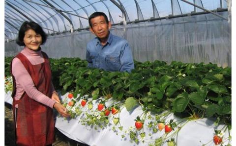 BS-330【季節限定】鹿児島県産いちご（さつまおとめ） 1.8kg（約450g×4トレー） 【1月～4月順次発送】