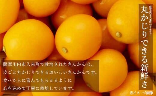 AS-0129 ジュわっとジューシーきんかんの甘露煮 5袋