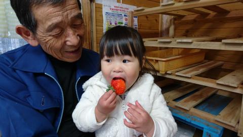 AS-2100 【季節限定】鹿児島県産いちご（さつまおとめ） 900g（約450g×2トレー） 【1月～4月順次発送】